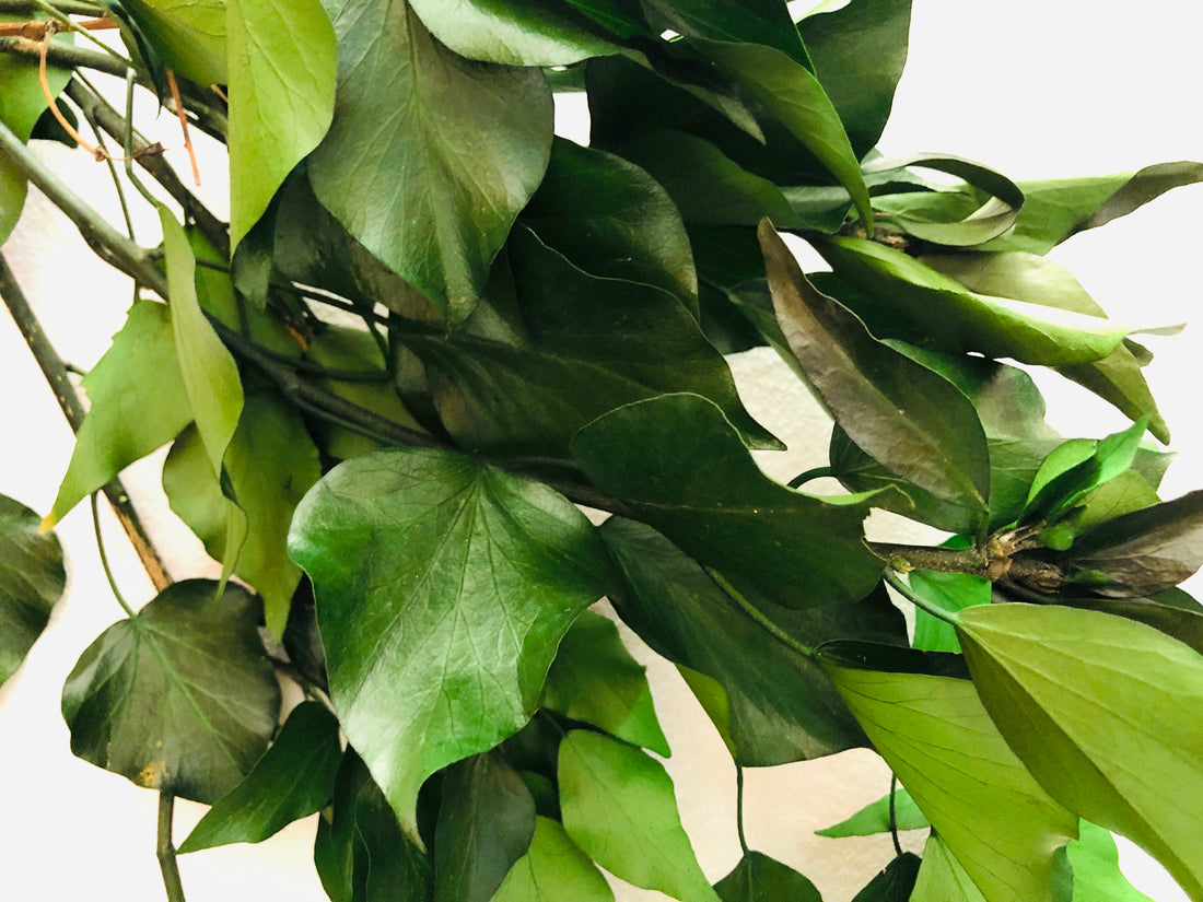 Cosa è il Biophlic Design