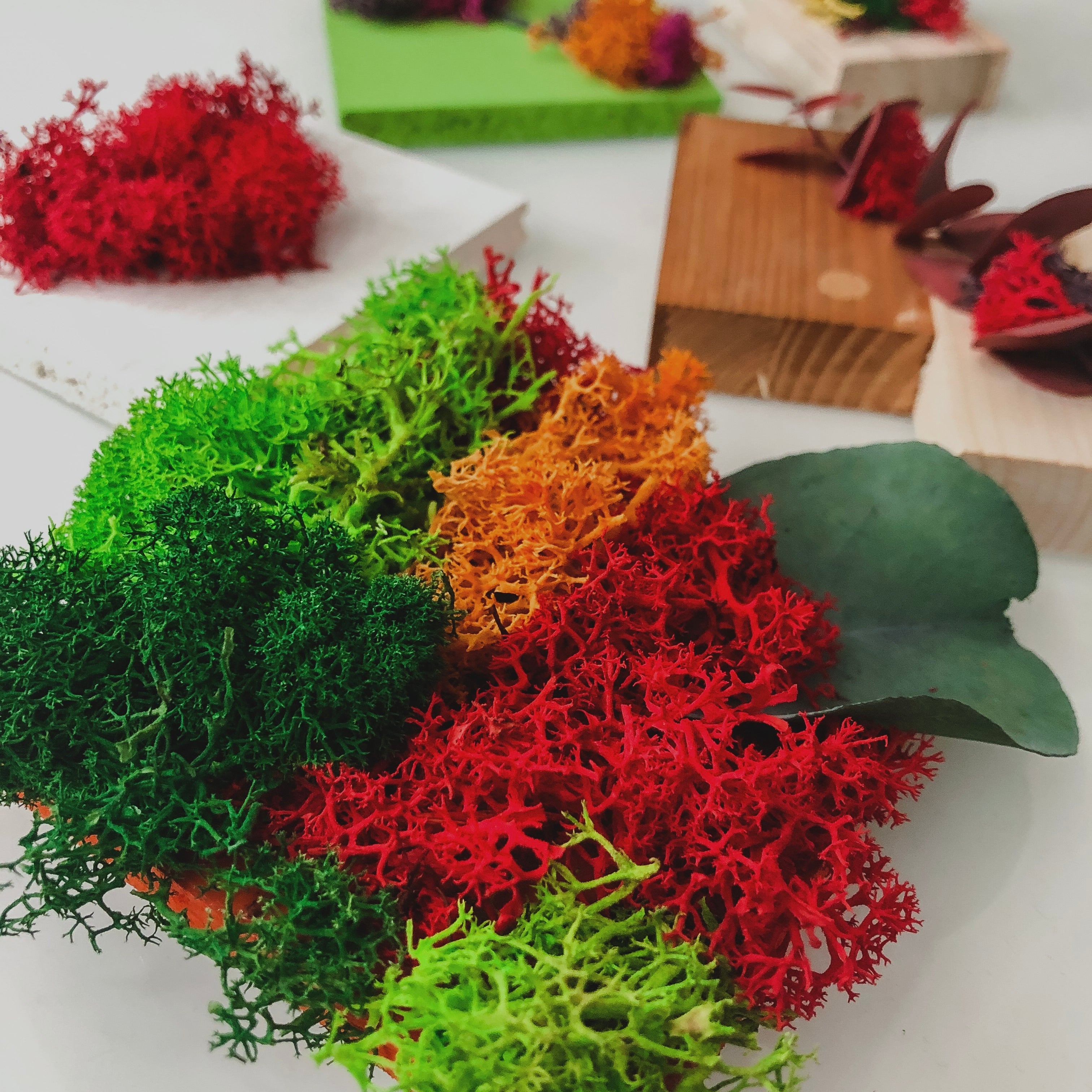 Mini Assaggi Box Mini MAFFIN x 5