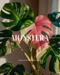 Consulenza Monstera